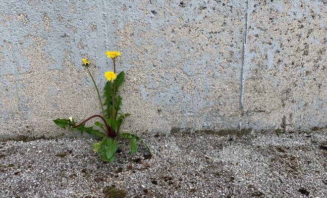 10 растений, которые нельзя сажать около фундамента