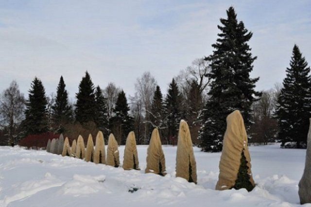 30 дел в саду, огороде и цветнике в декабре