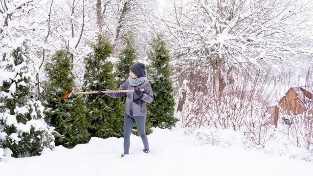 Как подготовить к зиме хвойные растения