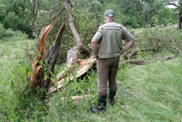 Как спасти разломившееся дерево