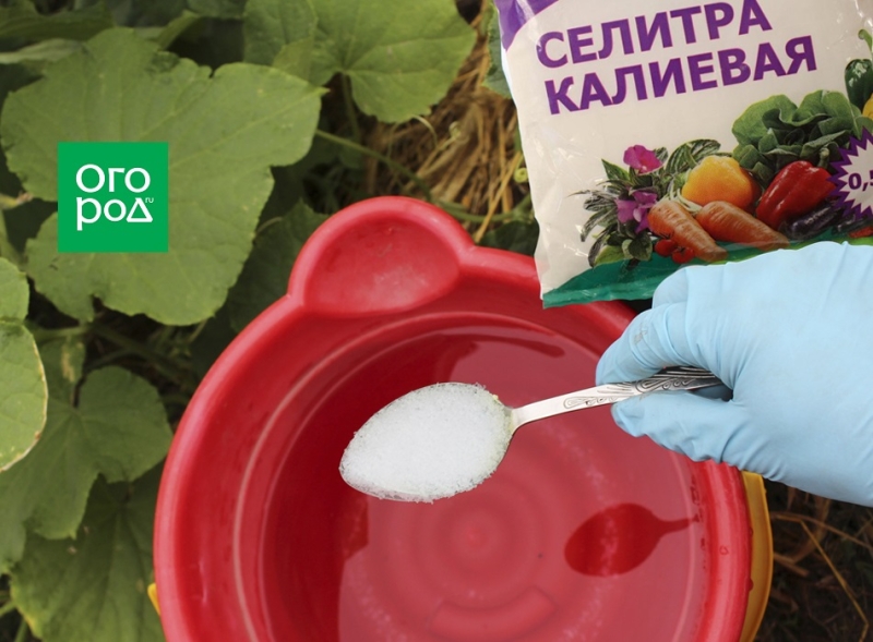 Калиевая селитра – как и когда использовать удобрение