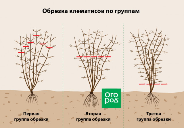 Клематисы осенью: посадка, пересадка, уход, обрезка и подготовка к зиме