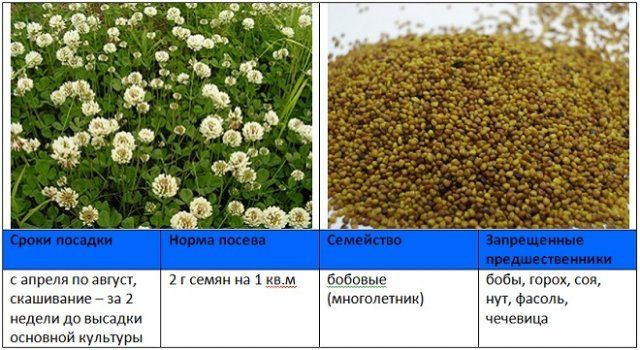 Когда и как правильно сеять сидераты – вся информация в одной статье