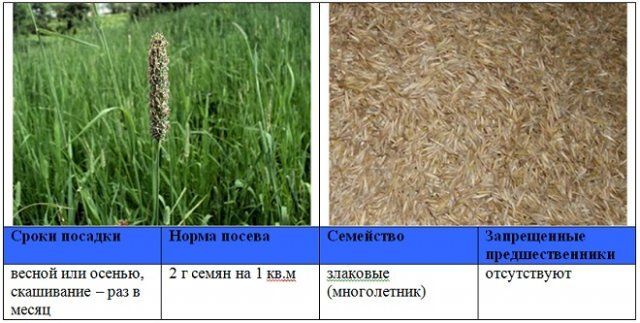 Когда и как правильно сеять сидераты – вся информация в одной статье