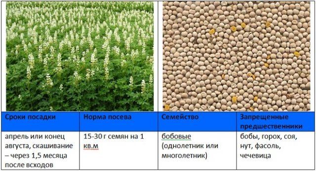 Когда и как правильно сеять сидераты – вся информация в одной статье