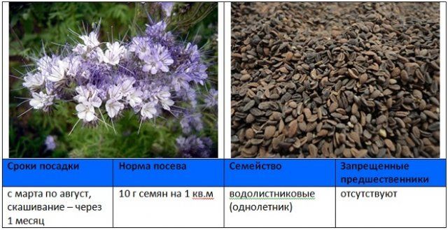 Когда и как правильно сеять сидераты – вся информация в одной статье