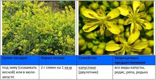 Когда и как правильно сеять сидераты – вся информация в одной статье