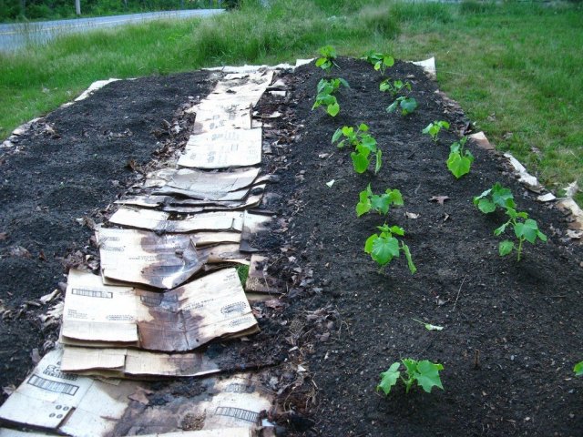 Куда девать макулатуру на даче: 7 необычных вариантов