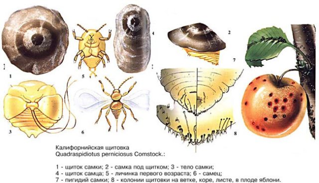 Щитовки и ложнощитовки – учимся избавляться от панцирного вредителя